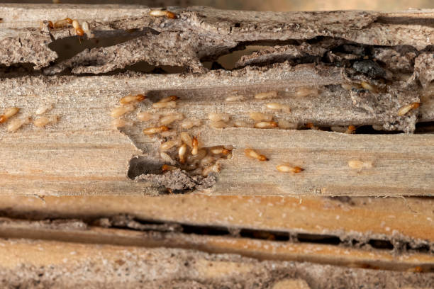Best Local Pest Control Services  in Miami Gardens, FL